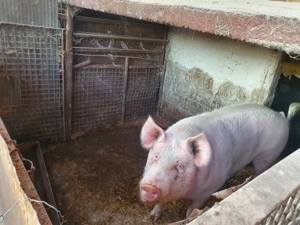 Vand porc de carne crecut natural