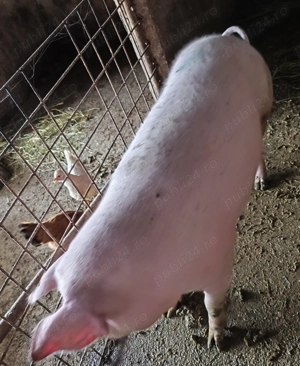 Disponibil întreg sau carcasă 