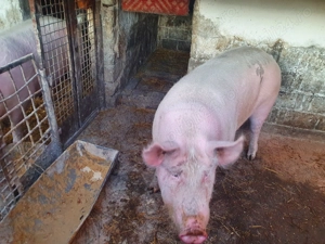 Vand porc de carne crecut natural - imagine 2