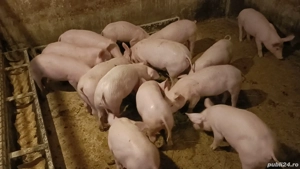 Vand purcei - imagine 2