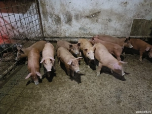 Vand purcei - imagine 3