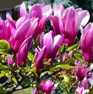 Magnolia la ghivece 1-1.3 m 