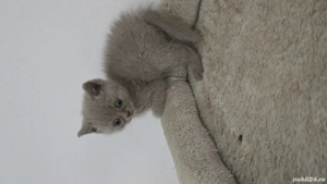 Pisica bristish shorthaire 