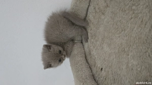 Pisica bristish shorthaire  - imagine 3