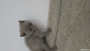 Pisica bristish shorthaire  - imagine 4