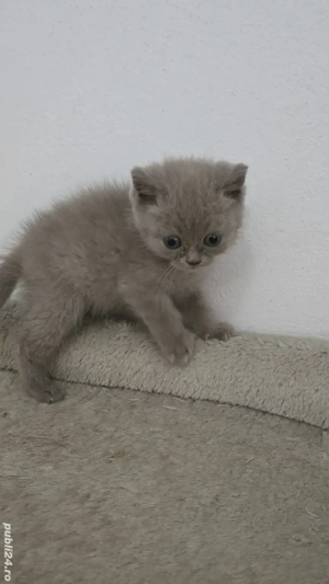 Pisica bristish shorthaire  - imagine 2