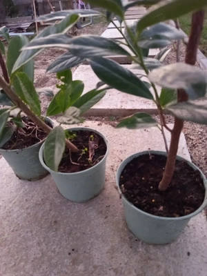 Laur englezesc-prunus la ghivece