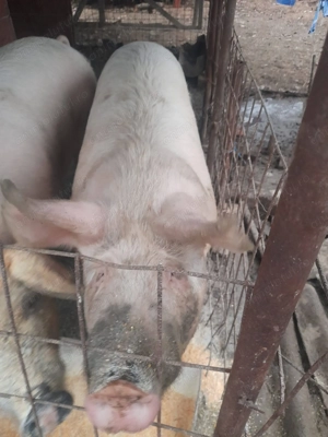 Văd porc marele alb  - imagine 2