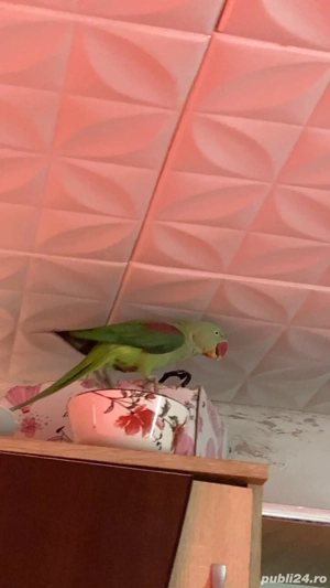 vand papagal, marele alexander  - imagine 4