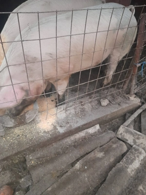 Văd porc marele alb  - imagine 3