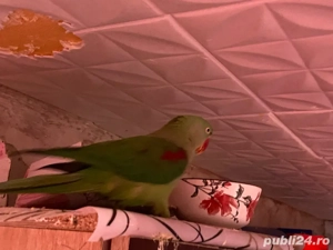 vand papagal, marele alexander  - imagine 2