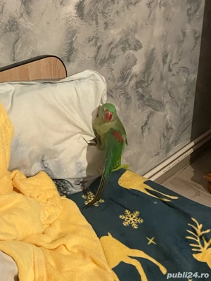 vand papagal, marele alexander  - imagine 3