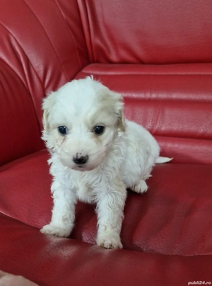 Bichon maltez