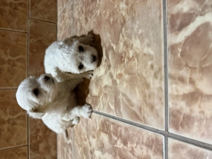 Vând căței bichon 