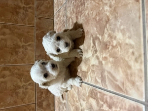 Vând căței bichon  - imagine 2