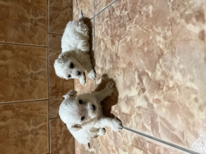 Vând căței bichon  - imagine 4