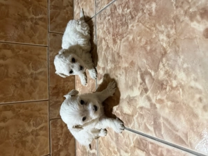 Vând căței bichon  - imagine 5