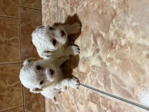 Vând căței bichon  - imagine 3