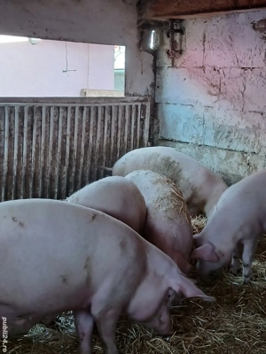 vand porci rasa de carne  marele alb cu landras - imagine 2