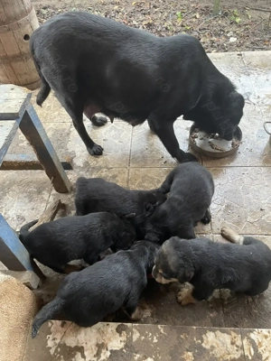 Oferim pui de labrador negru, de 5 saptamani, gratuit - imagine 2