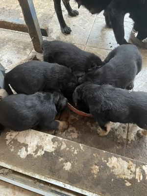 Oferim pui de labrador negru, de 5 saptamani, gratuit - imagine 3