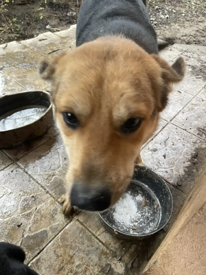 Oferim pui de labrador negru, de 5 saptamani, gratuit - imagine 4