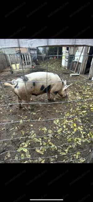 Vând porc pentru Crăciun. - imagine 2