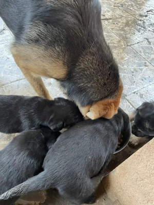 Oferim pui de labrador negru, de 5 saptamani, gratuit - imagine 5