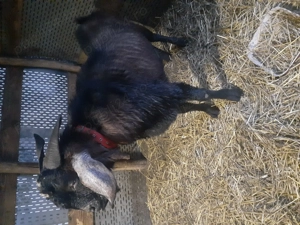 Disponibil țap anglonubian  - imagine 2