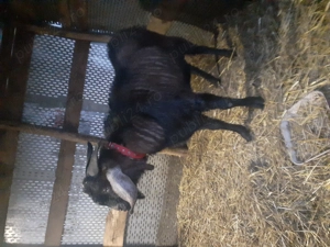 Disponibil țap anglonubian 