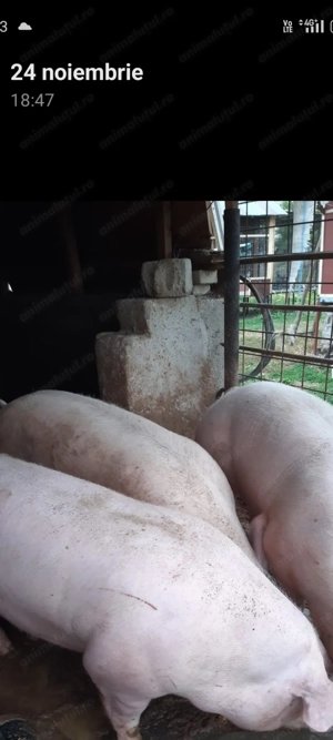 Purcea crescută la țară!