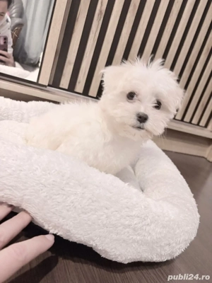 bichon maltez alb doua luni  - imagine 3