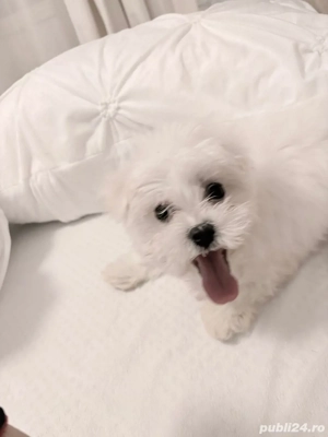 bichon maltez alb doua luni 