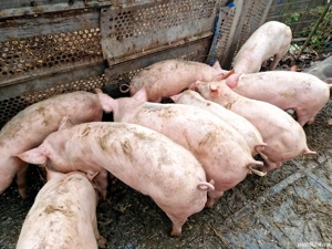 Grăsuni de vânzare