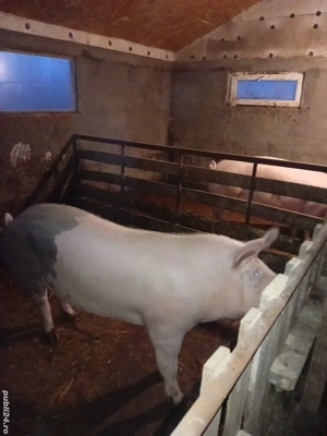 Porci de vanzare 