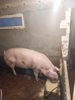 Porci de vanzare  - imagine 2