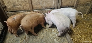 Vând purcei  - imagine 3