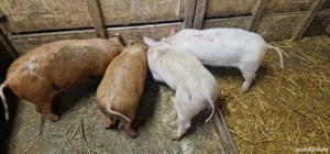 Vând purcei  - imagine 2