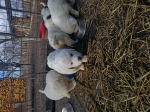 Catei ciobanesc de bucovina