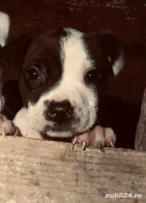 Disponibilă femelă Amstaff  - imagine 2