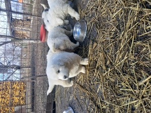 Catei ciobanesc de bucovina - imagine 2