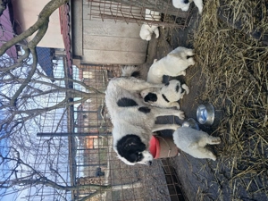 Catei ciobanesc de bucovina - imagine 4