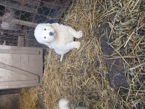 Catei ciobanesc de bucovina - imagine 3