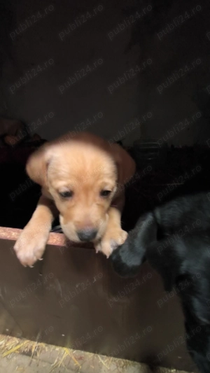 Catei rasa mixta viszla metish