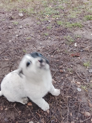 Vând cățelușă din rasa Dog argentinian  - imagine 2