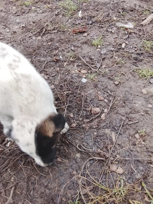 Vând cățelușă din rasa Dog argentinian 