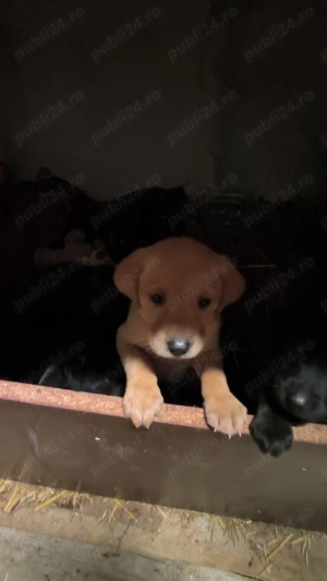 Catei rasa mixta viszla metish - imagine 2