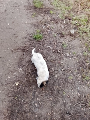 Vând cățelușă din rasa Dog argentinian  - imagine 4