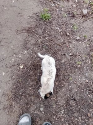 Vând cățelușă din rasa Dog argentinian  - imagine 3