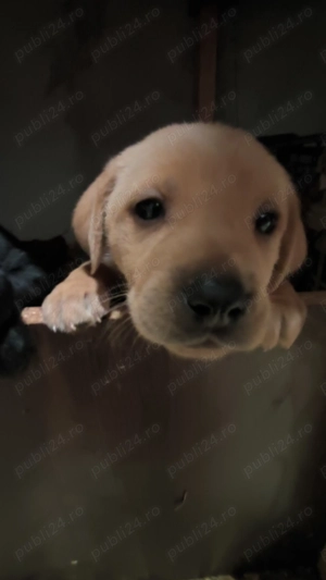 Catei rasa mixta viszla metish - imagine 4